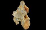 Spinosaurus Cervical Vertebra With Stand - Morocco #113038-1
